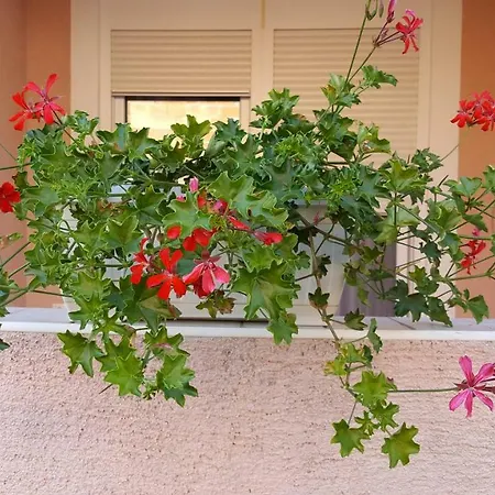 Apartamento Apartman Duda Pakoštane